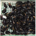 new production local catching frozen mussel meat with half shell
